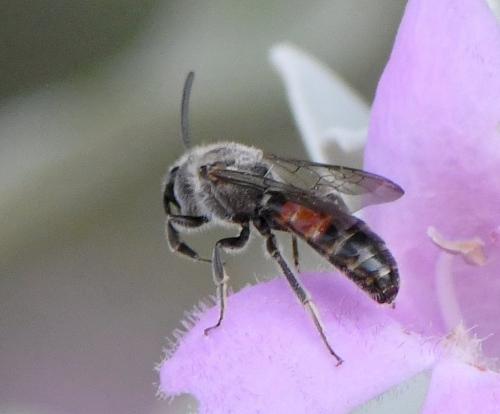 Lasioglossum nigripes